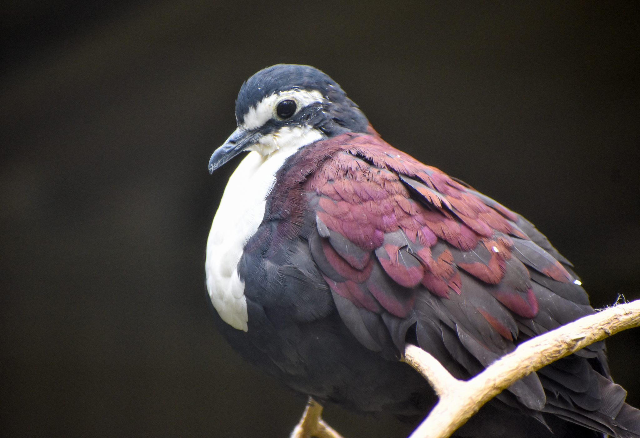 White-breasted Ground-Dove