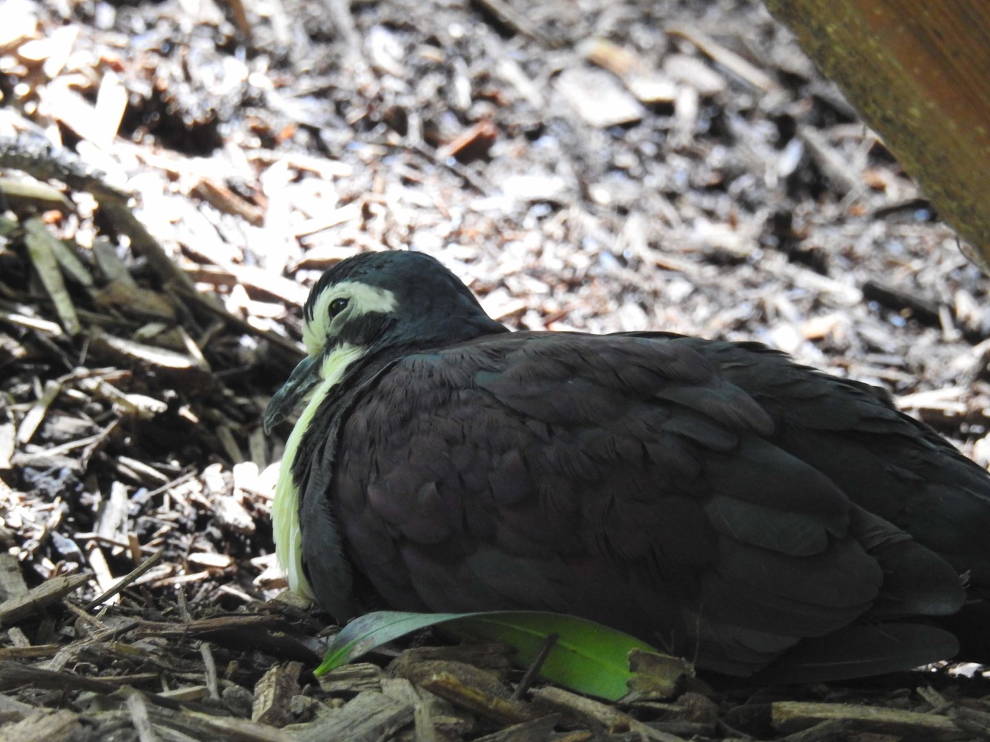 White-Breasted Ground-Dove