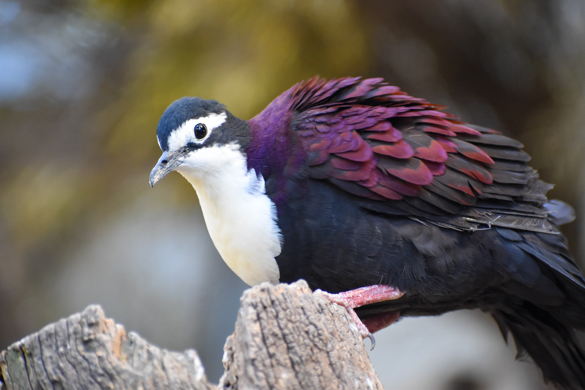 White-breasted Ground Dove