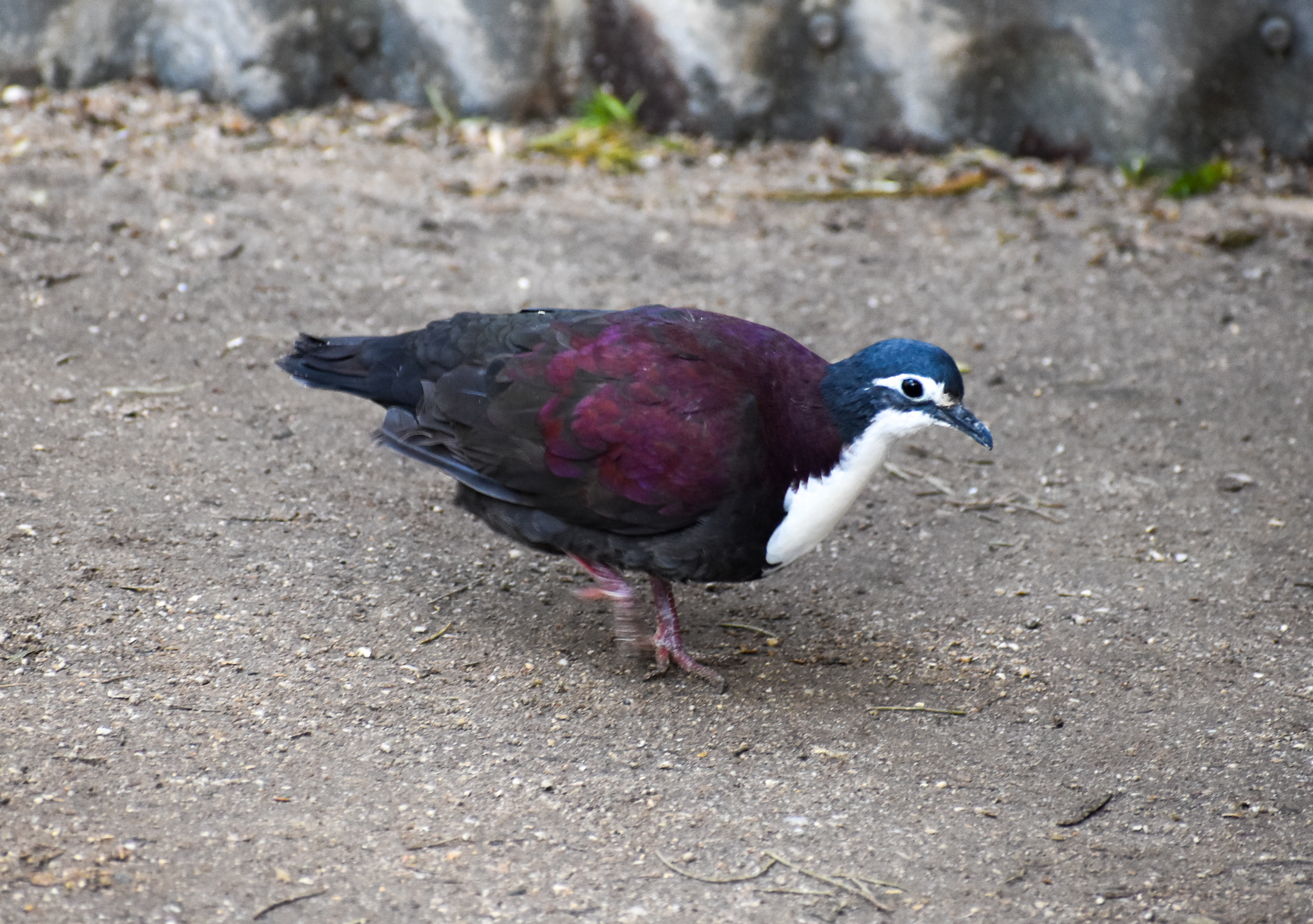 White-breasted Ground Dove