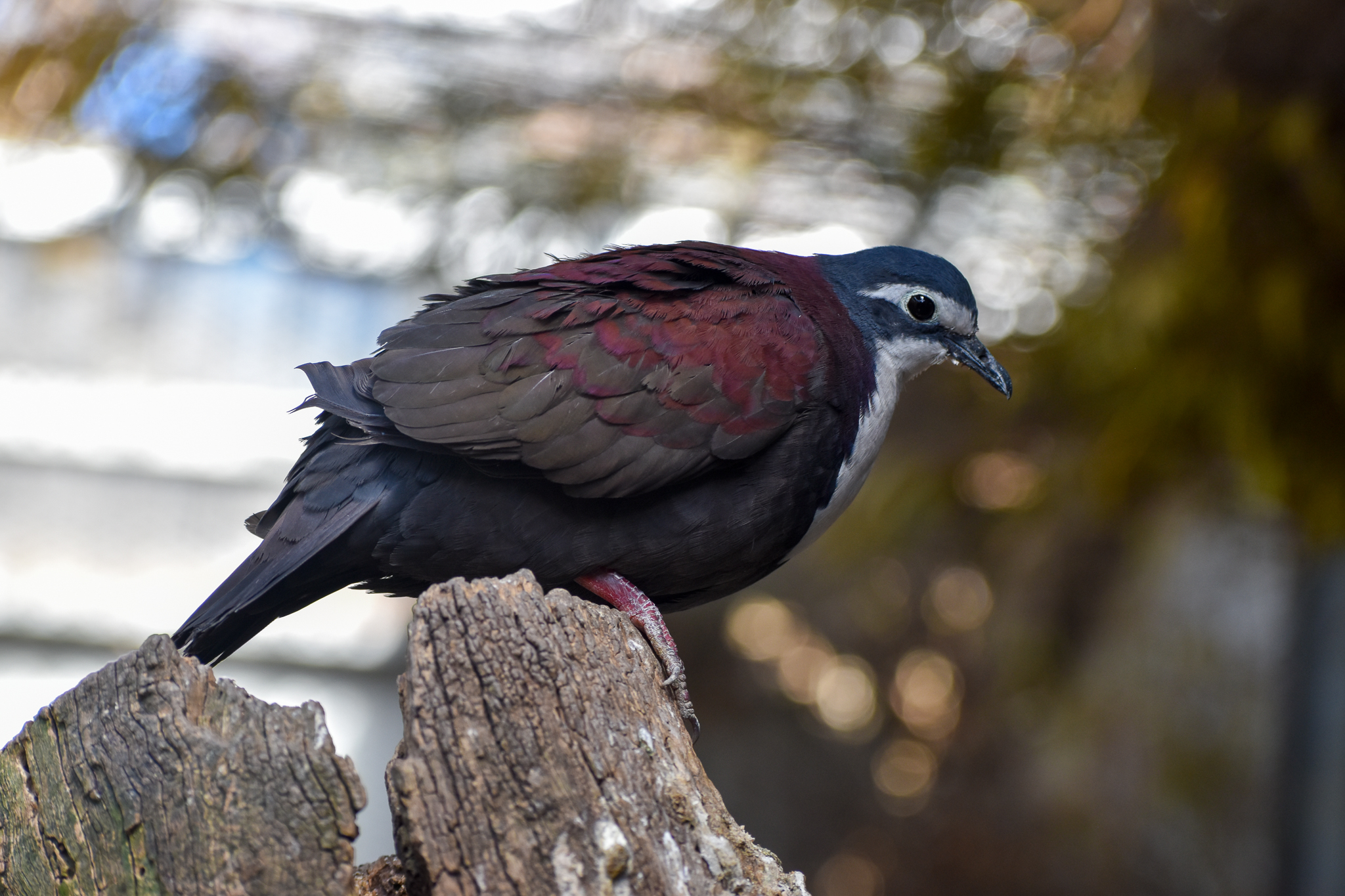 White-breasted Ground Dove