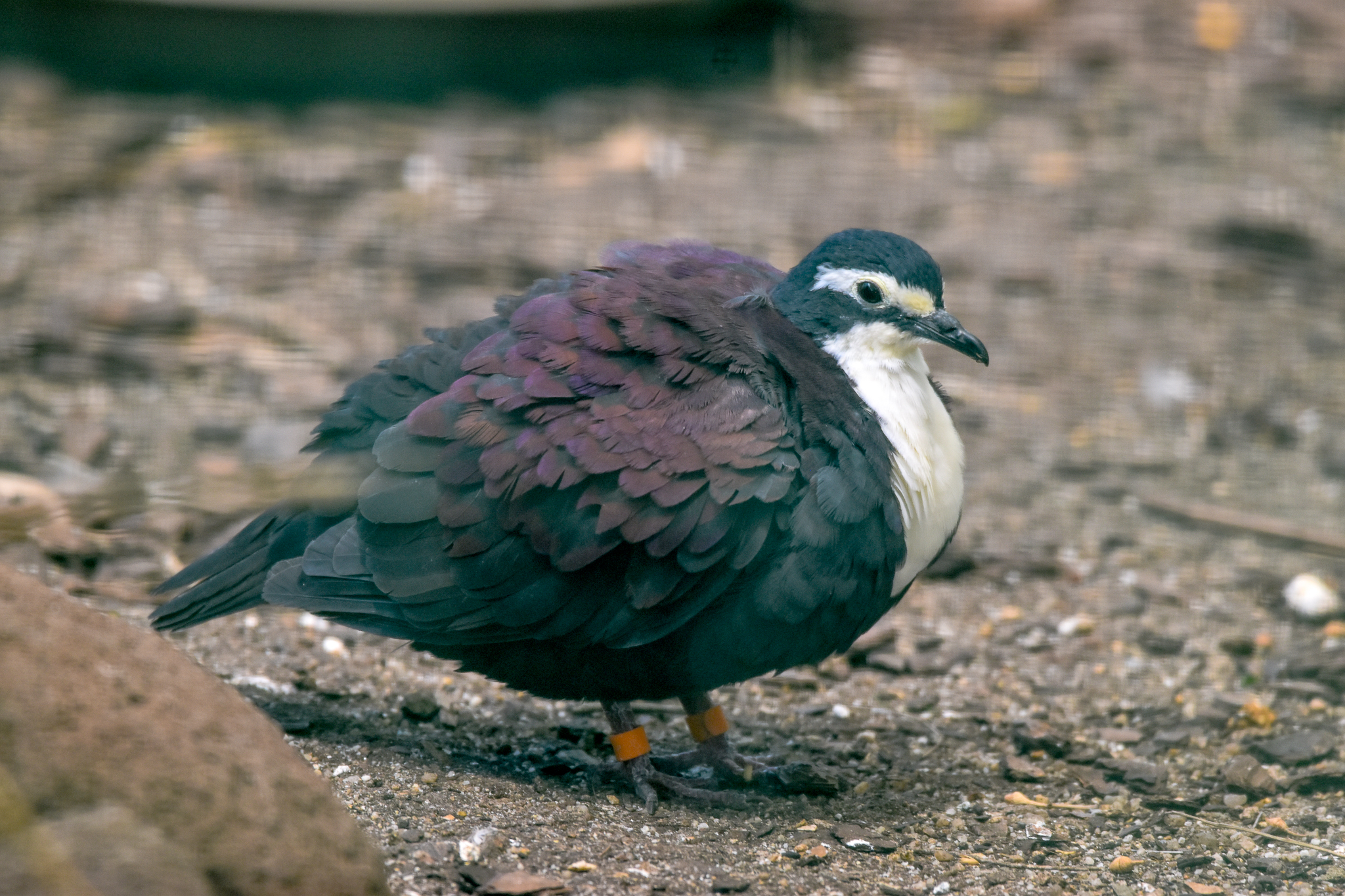 White-breasted Ground Dove
