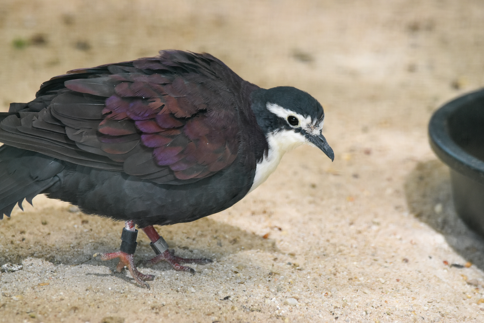 White-breasted Ground-dove