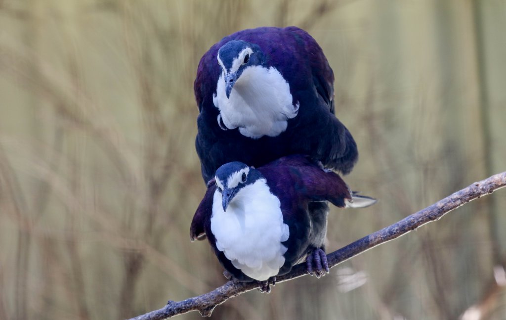 White-breasted Ground Doves