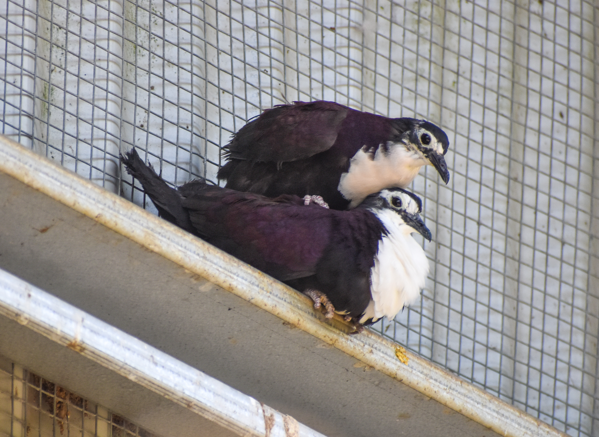White-breasted Ground-Doves