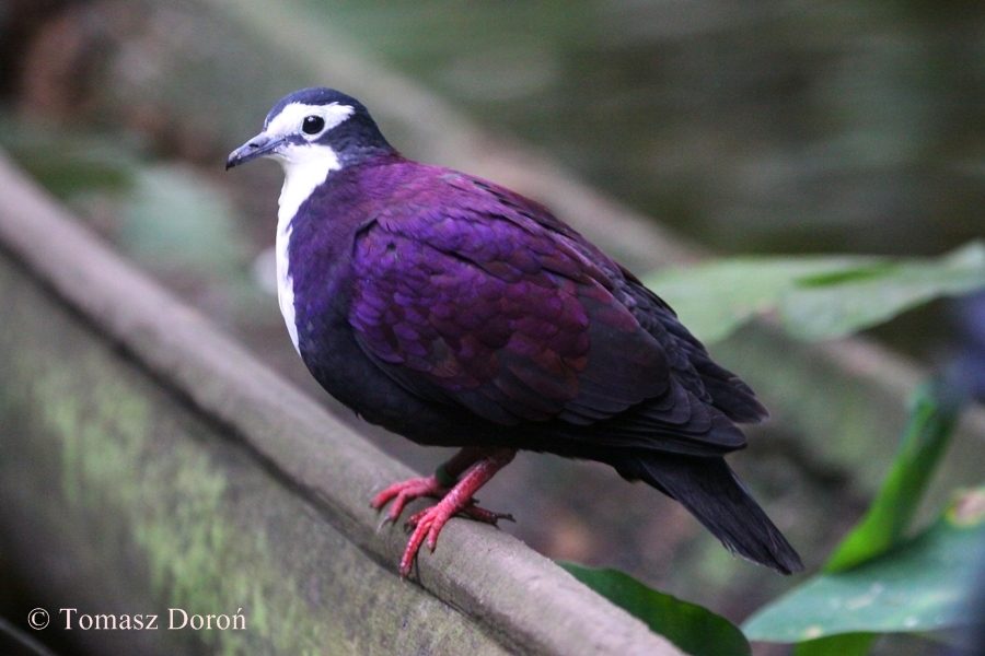 White-breasted Ground Pigeon (Gallicolumba jobiensis jobiensis)