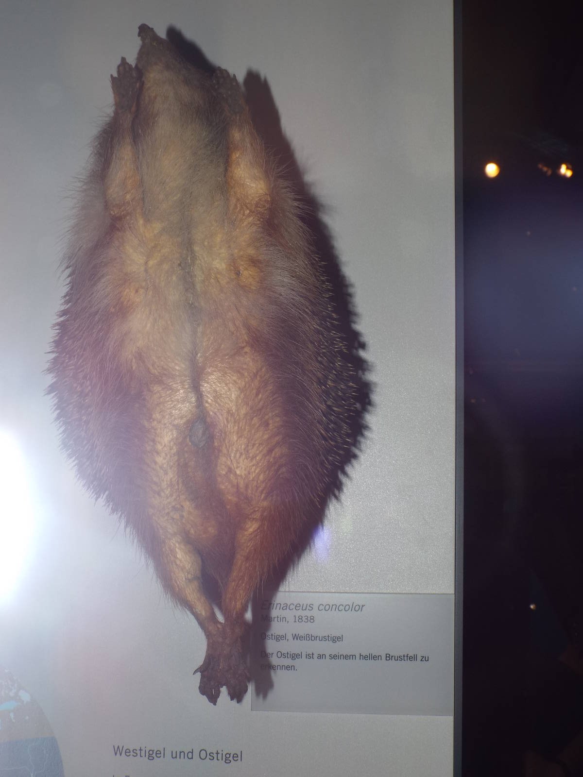 White-breasted Hedgehog (Erinaceus concolor) at Museum f?r Naturkunde, Berl