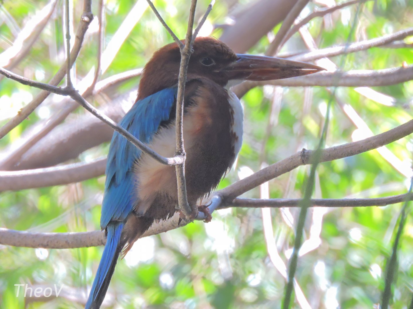 White-breasted kigfisher - Lost Forest [2015]