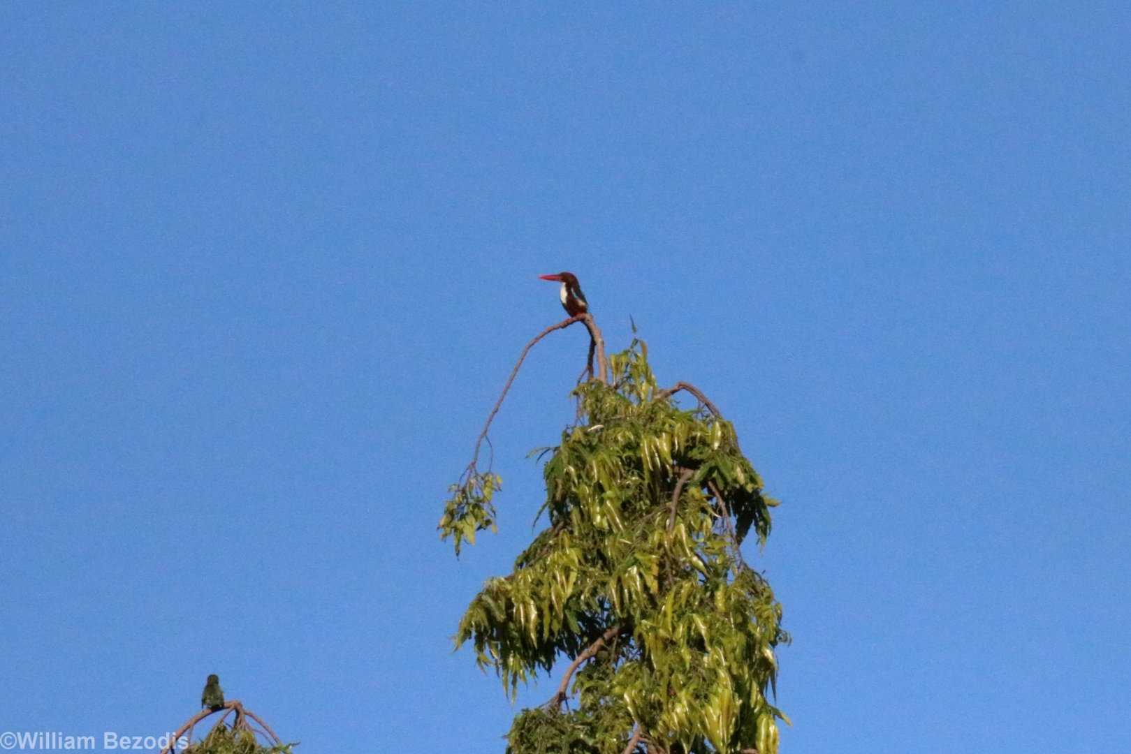 White-breasted Kingfisher (and Coppersmith Barbet) - Bang Pra Non-hunting Area