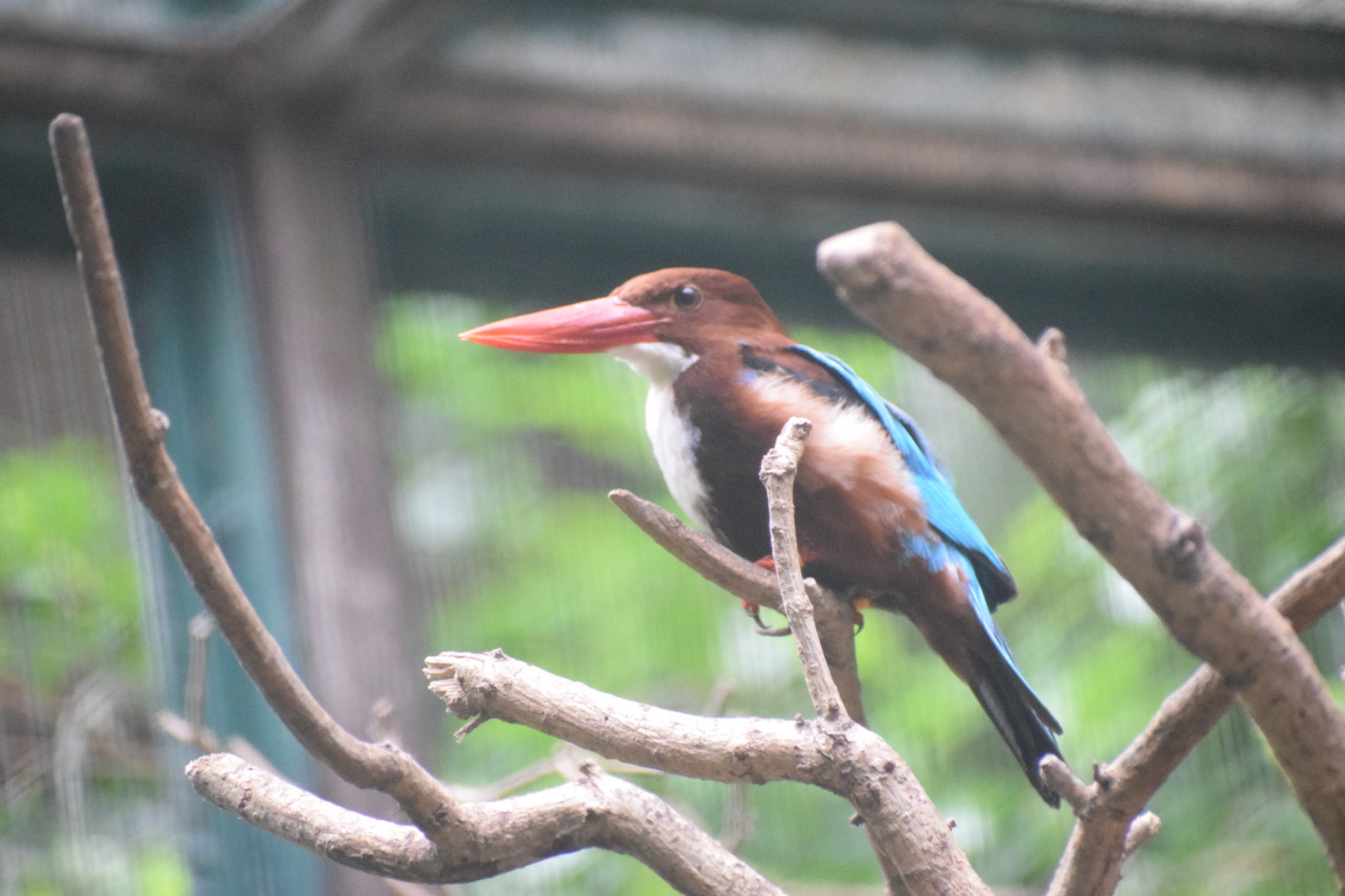 White-breasted kingfisher - August 2021