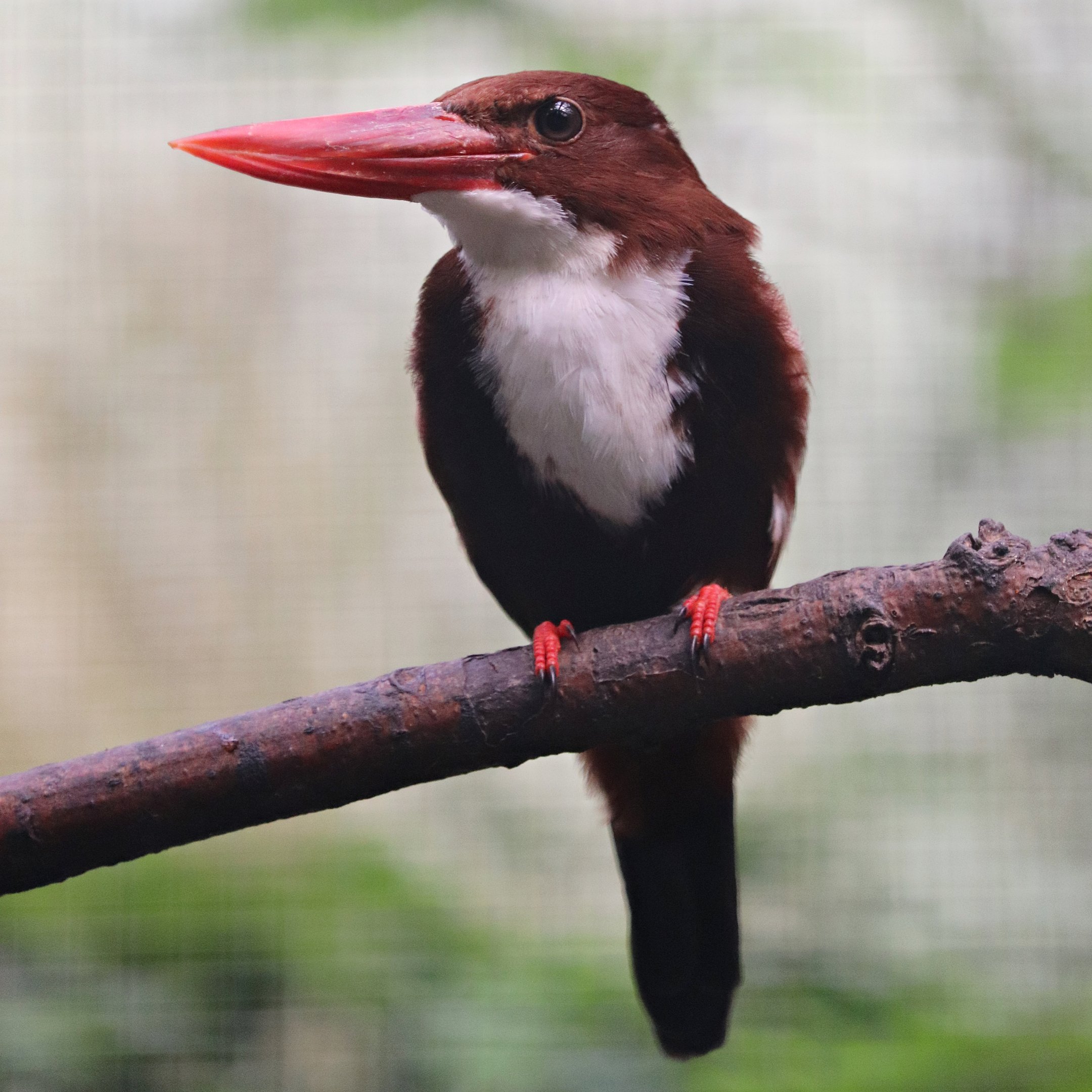 White-breasted kingfisher (Halcyon smyrnensis) - Jungle Trail