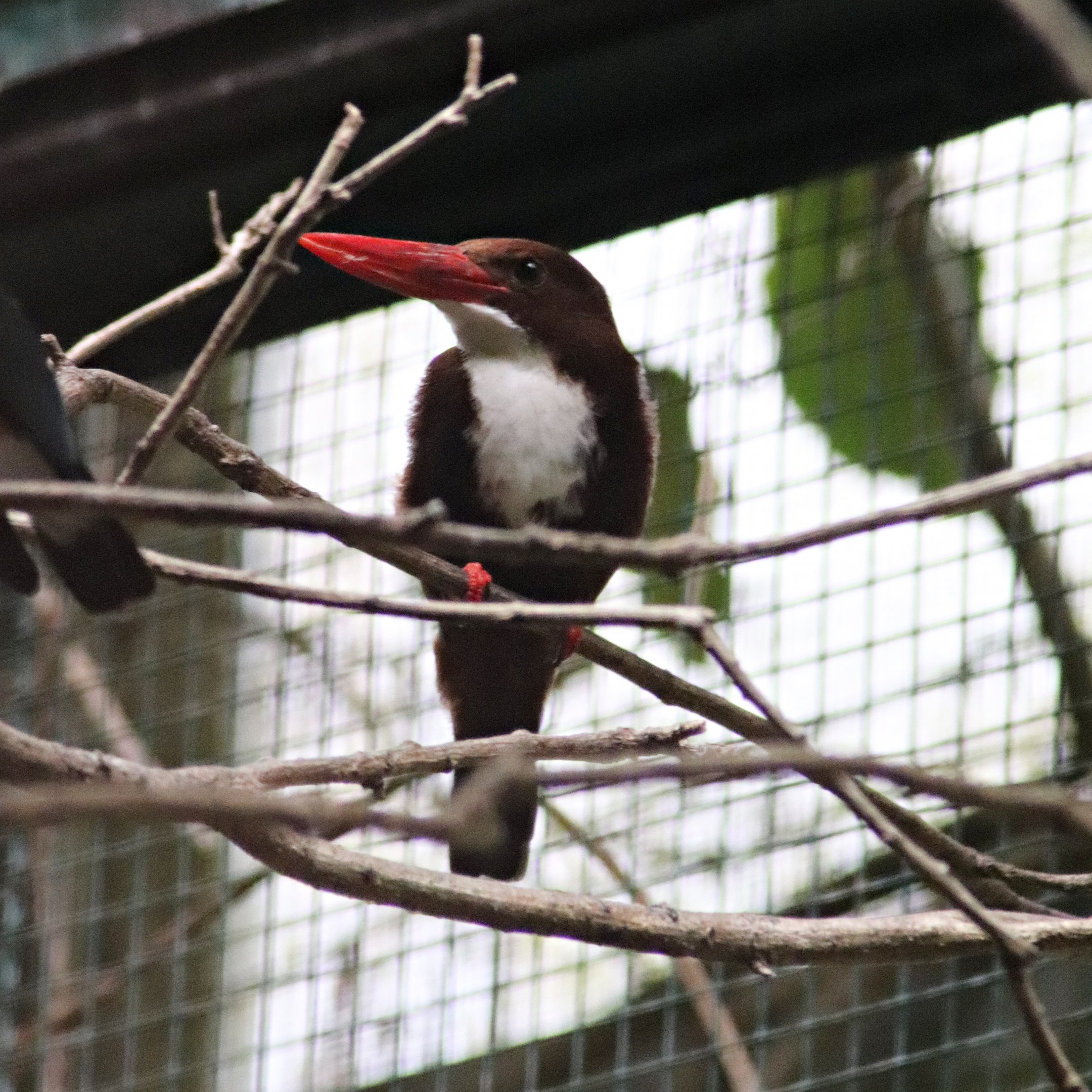 White-breasted kingfisher (Halcyon smyrnensis)