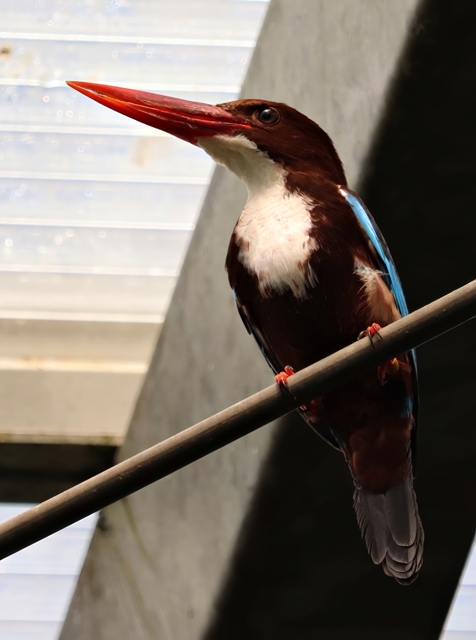 White-breasted kingfisher (Halcyon smyrnensis)