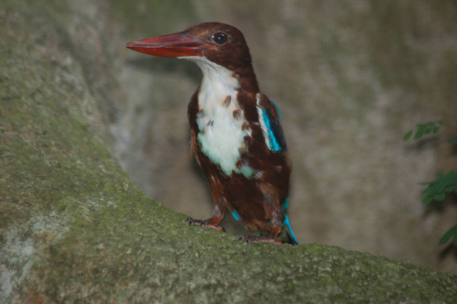 White breasted kingfisher