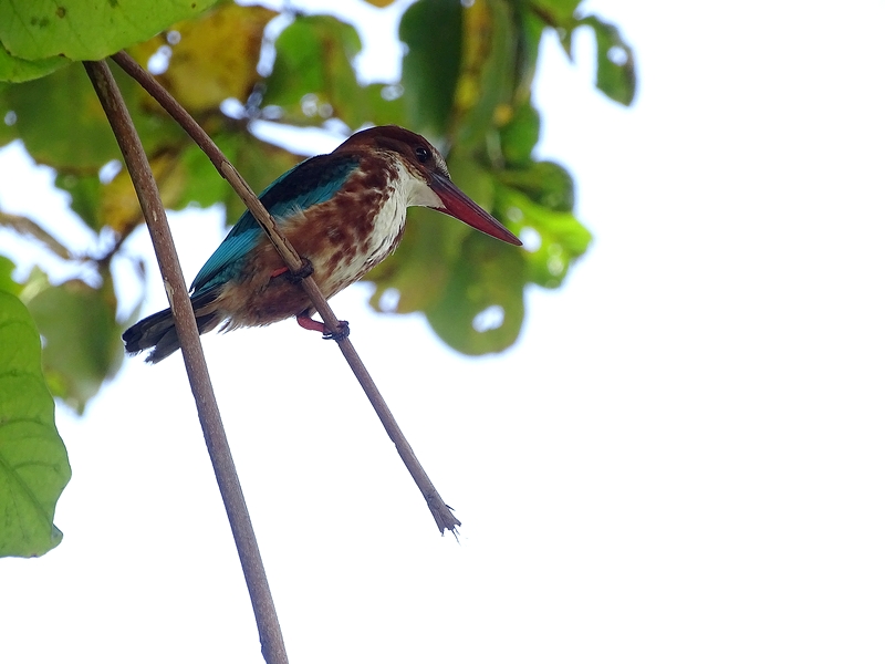 White-breasted kingfisher