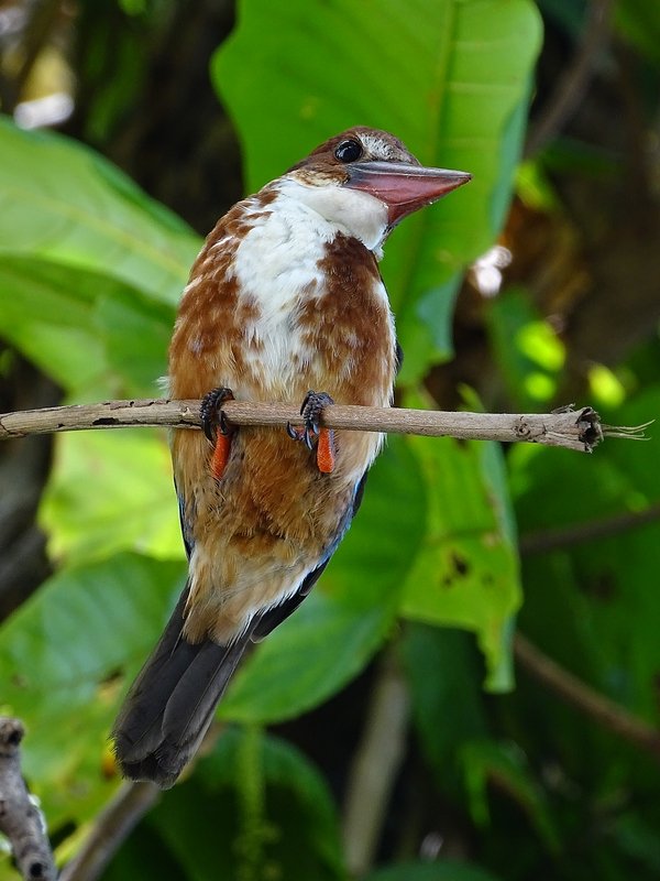 White-breasted kingfisher
