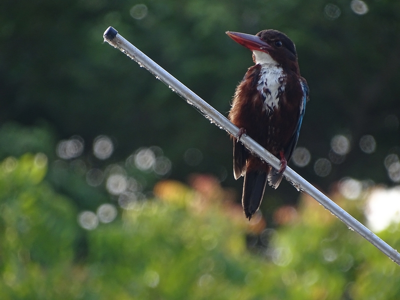 White-breasted kingfisher