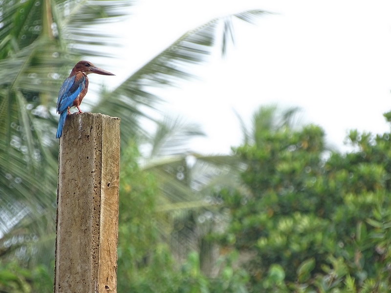 White-breasted kingfisher