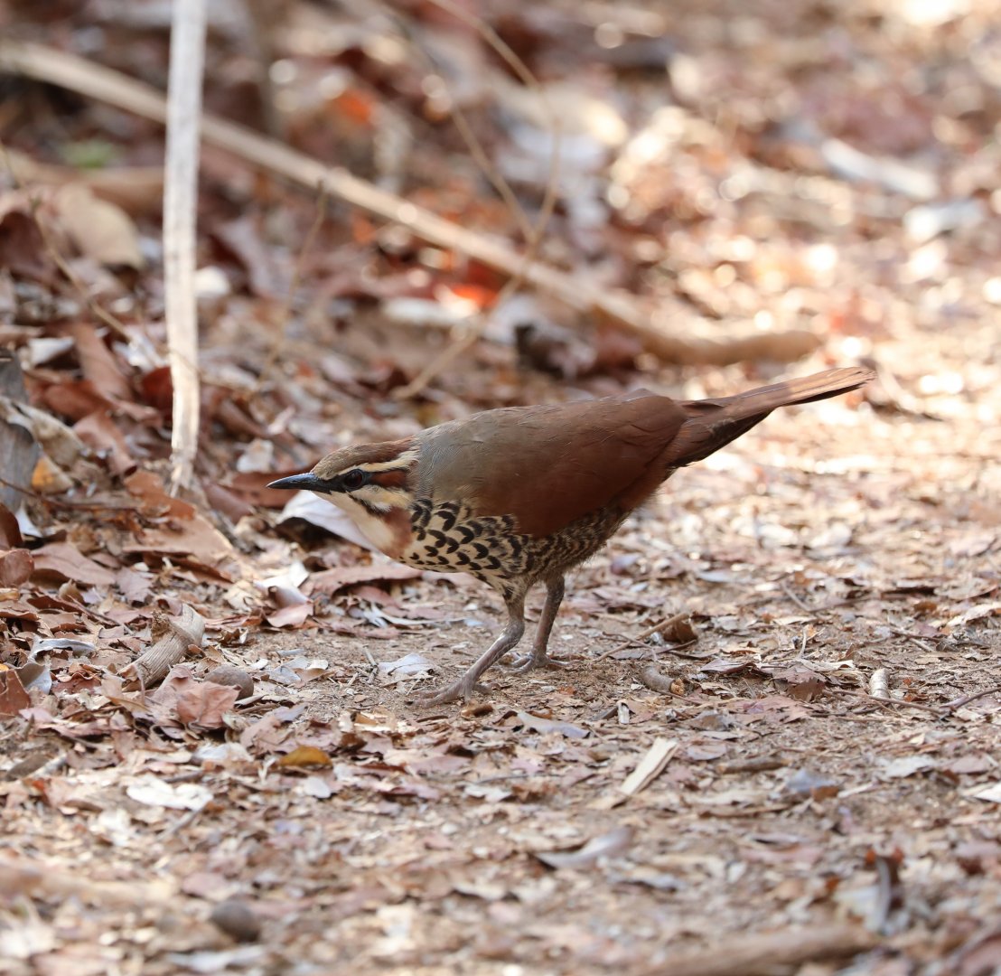 white-breasted mesite (Mesitornis variegatus) Order Lifer!!
