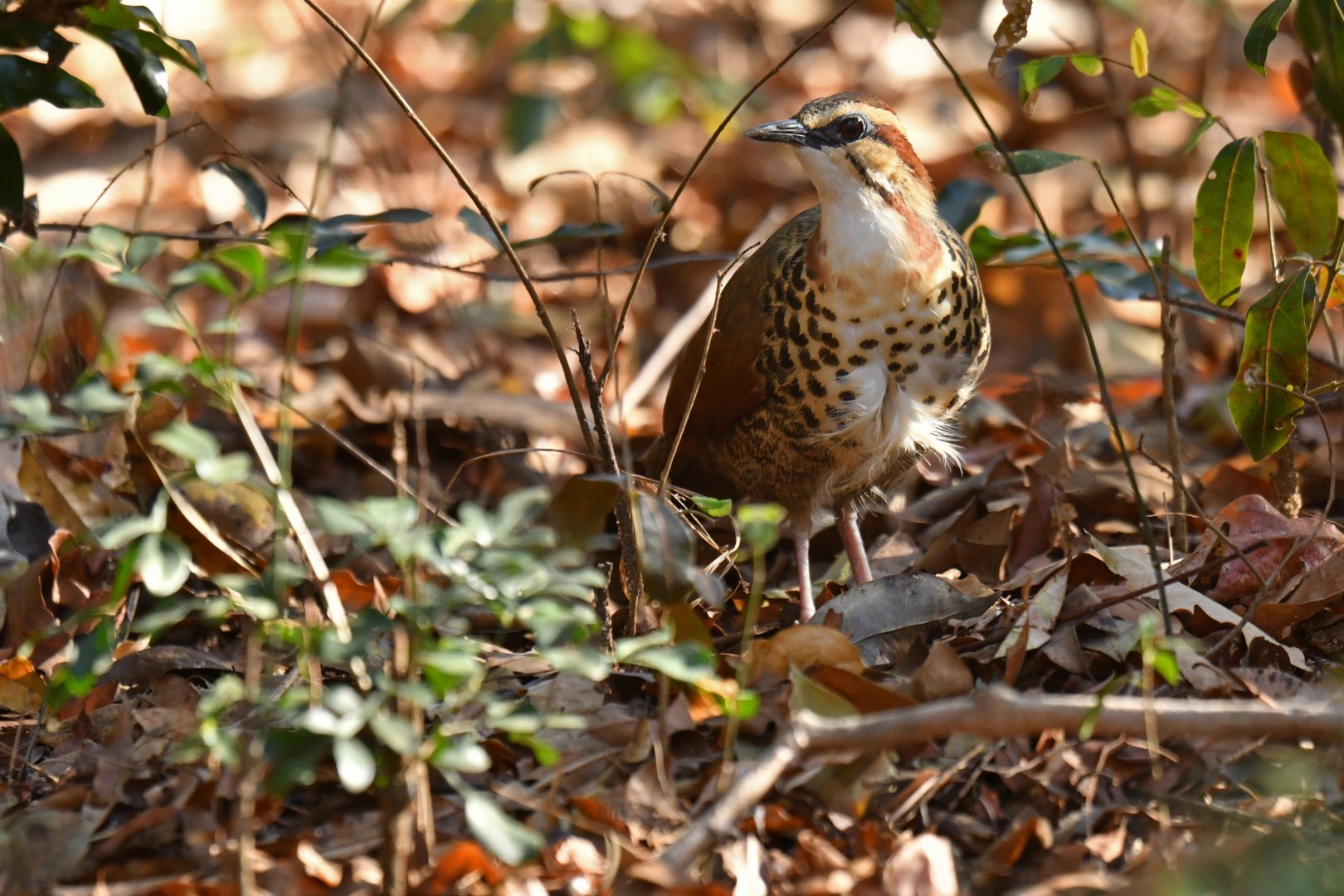 White-breasted Mesite Mesitornis variegatus