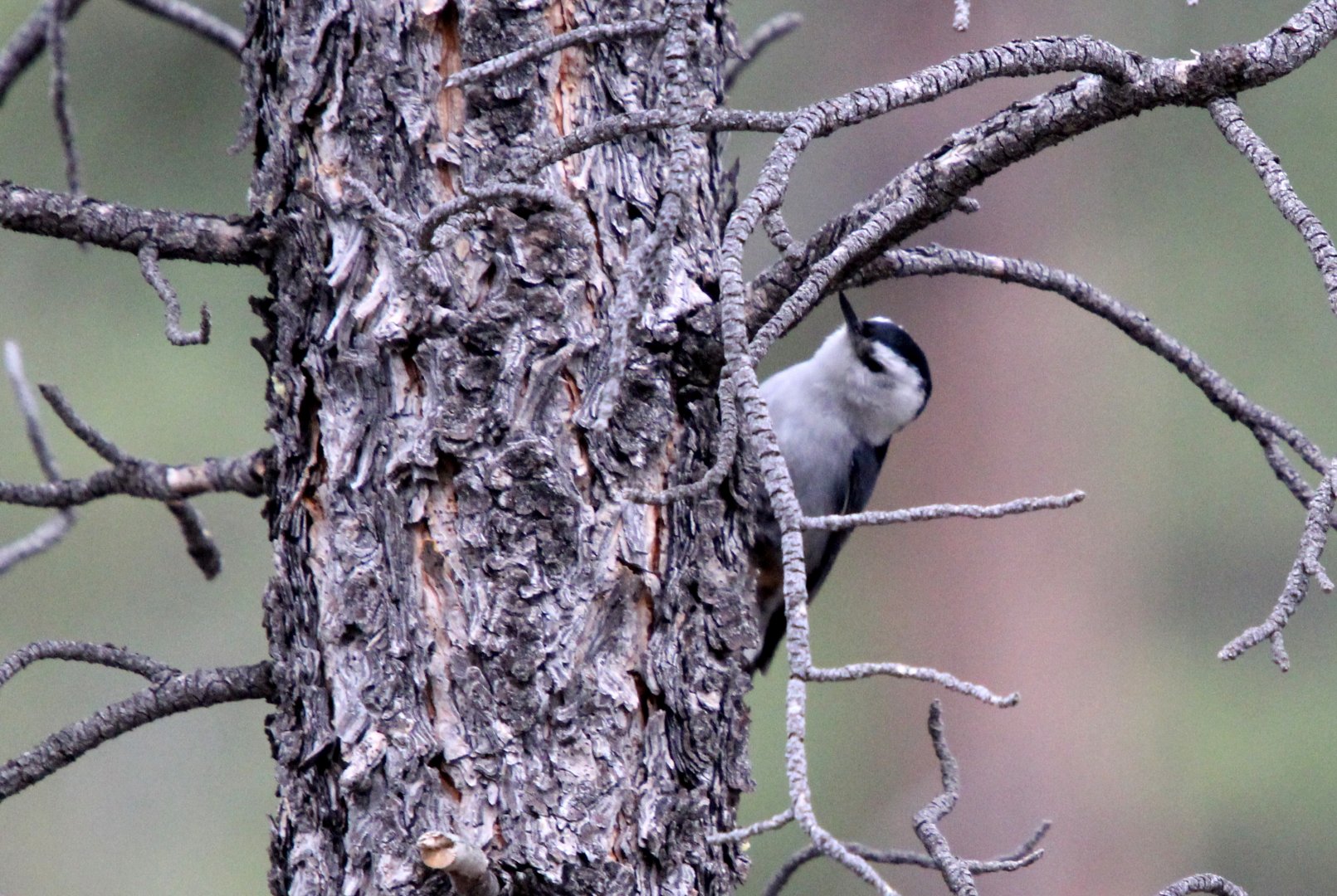 white-breasted nuthatch (Sitta carolinensis)