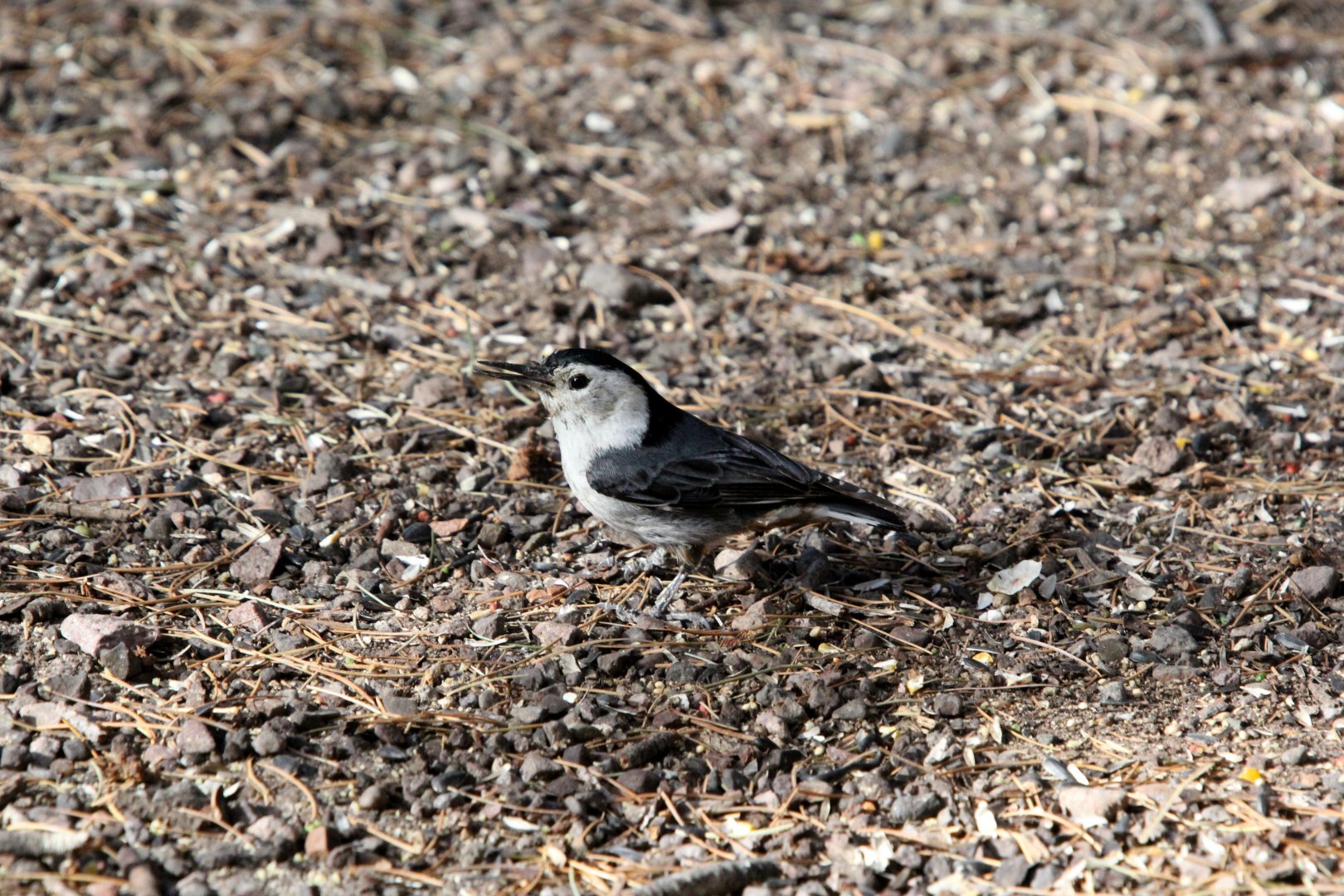 White-breasted Nuthatch (Sitta carolinensis)