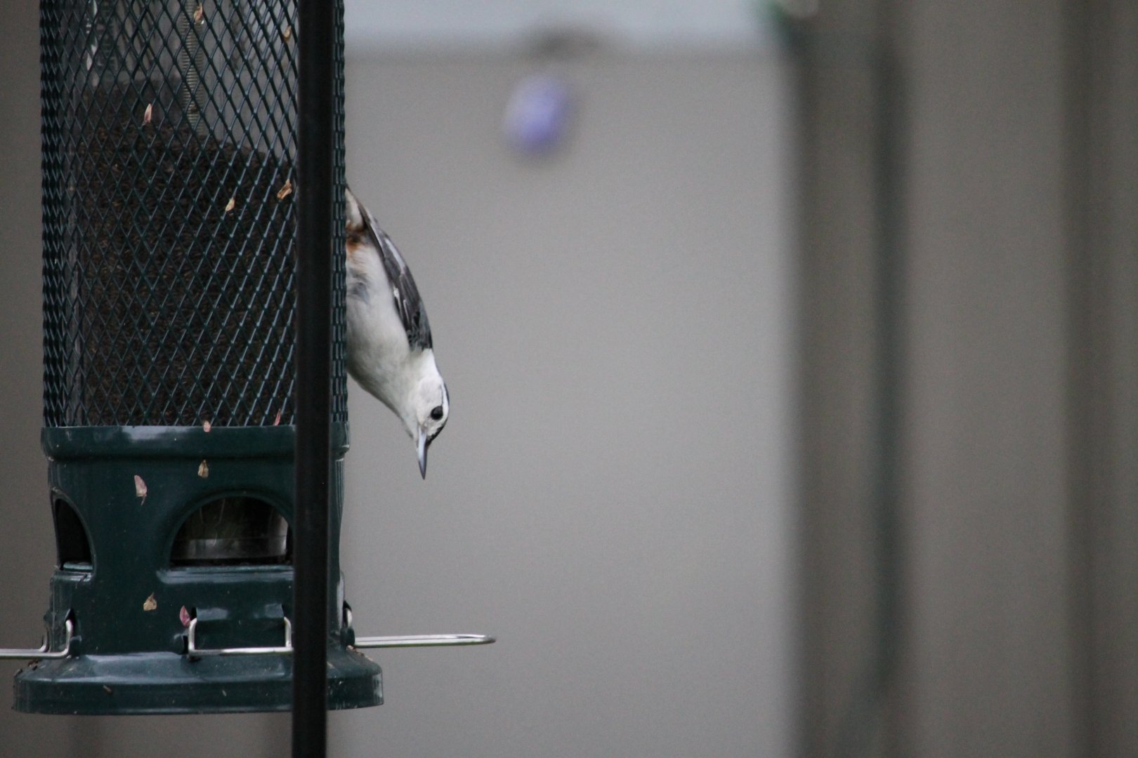 White-Breasted Nuthatch (Sitta carolinensis)