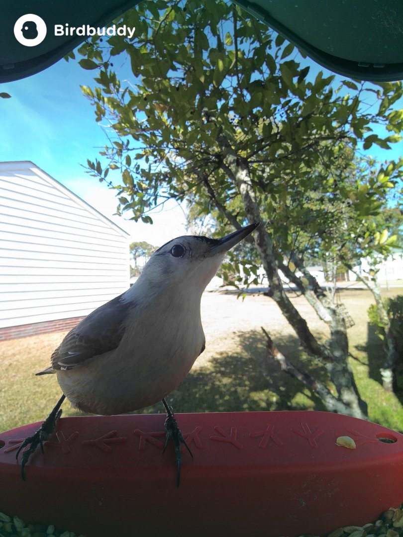 White-Breasted Nuthatch (Sitta carolinensis)