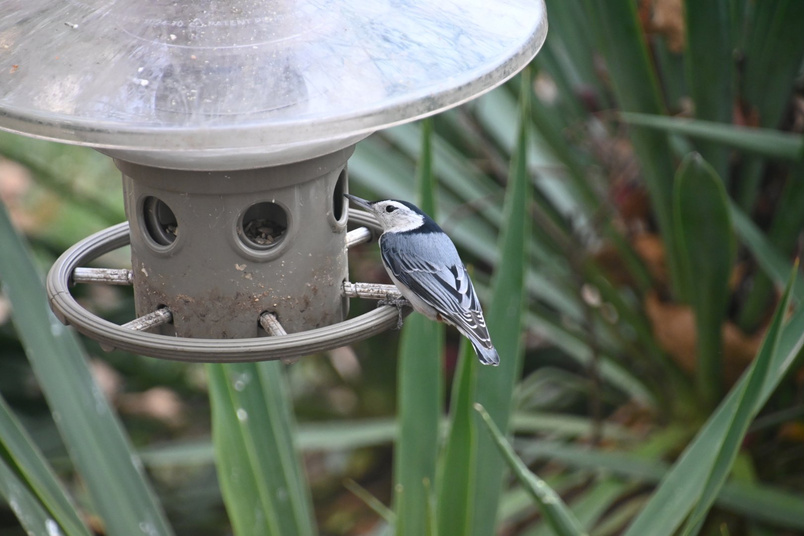 White breasted nuthatch (Sitta carolinensis)