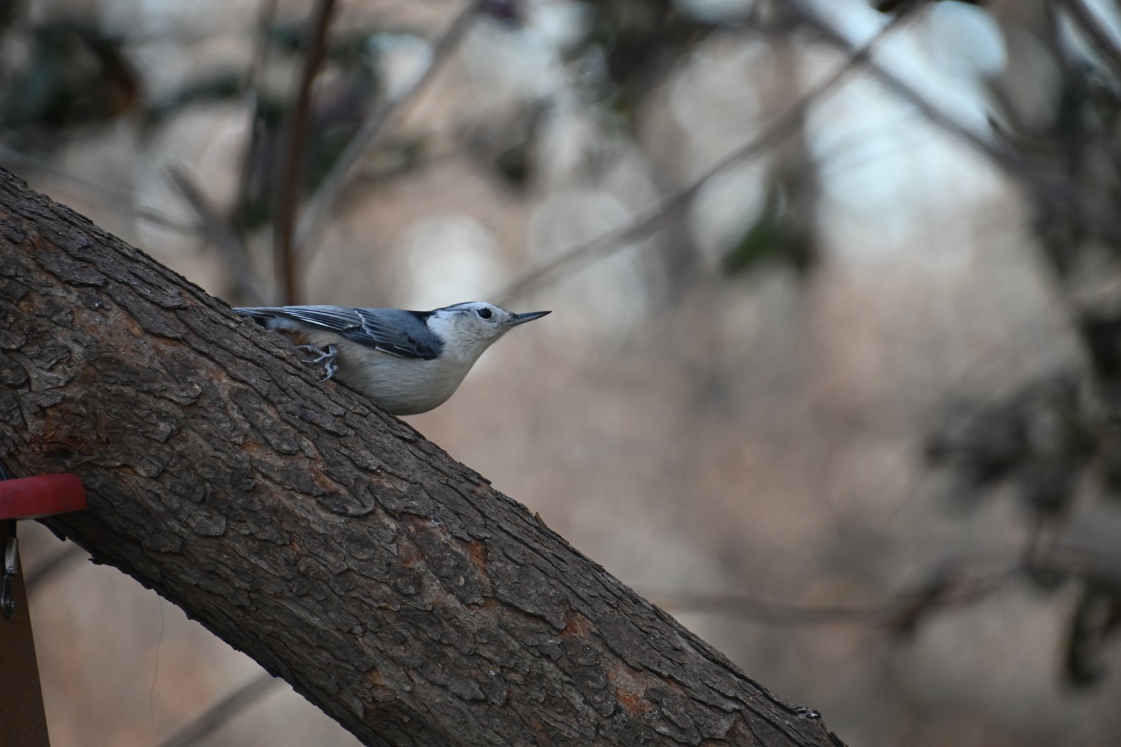 White breasted nuthatch (Sitta carolinensis)
