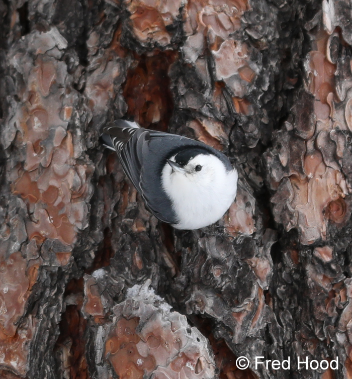 white breasted nuthatch (wild)