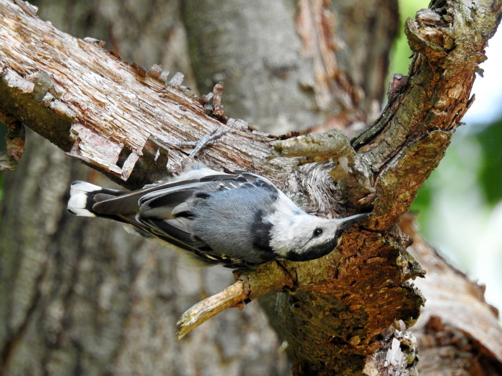 White Breasted Nuthatch