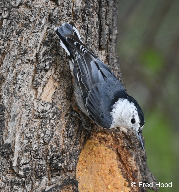 white breasted nuthatch