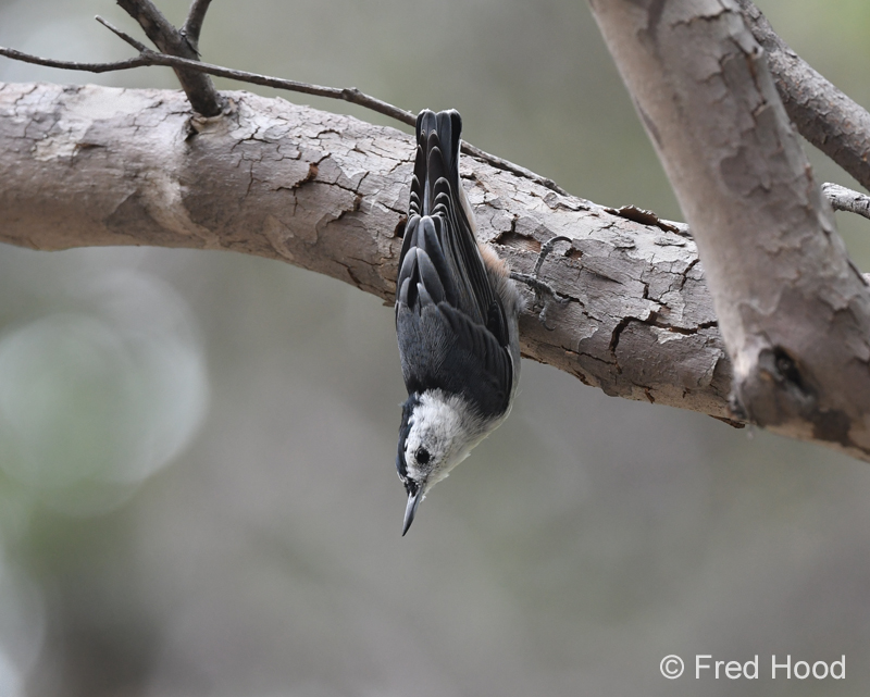 white breasted nuthatch