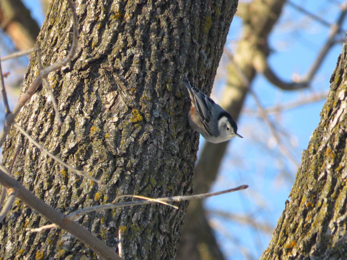White-breasted Nuthatch