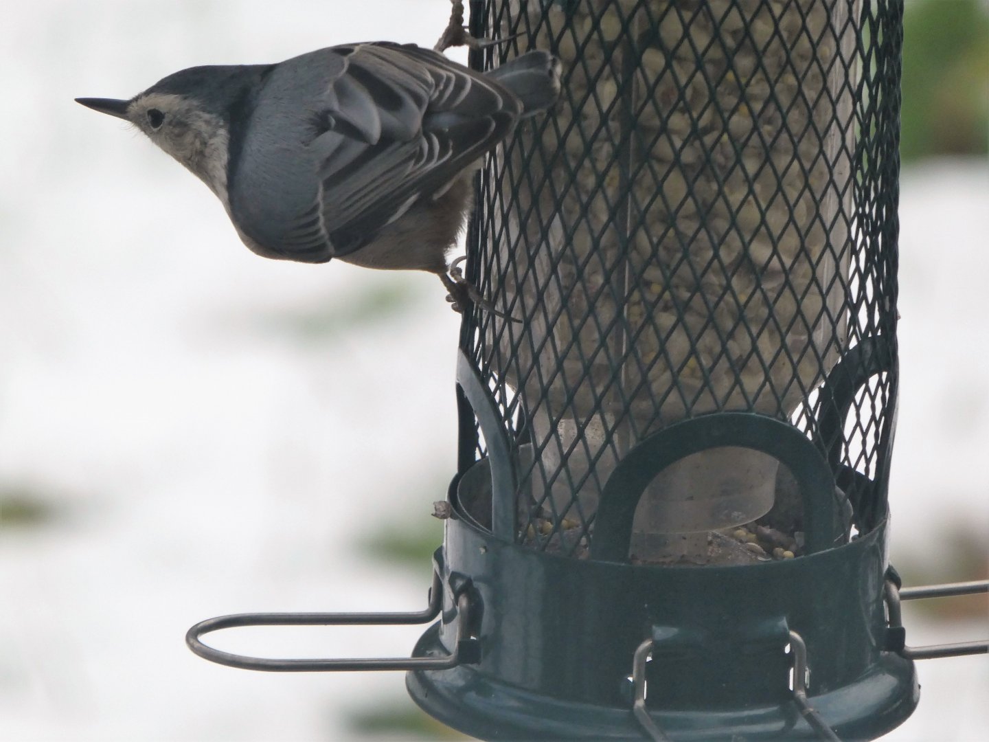 White-breasted Nuthatch