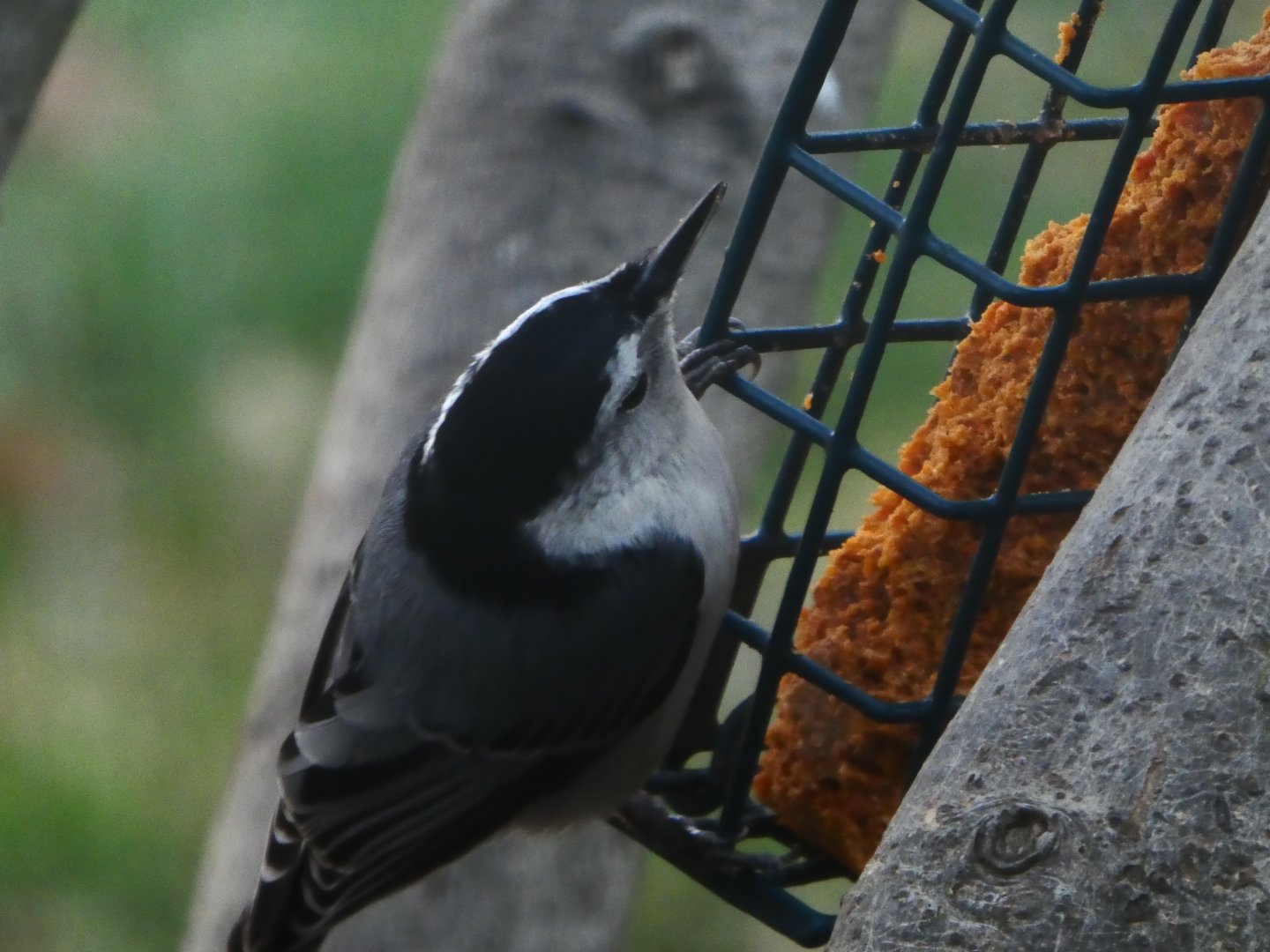 White-breasted Nuthatch