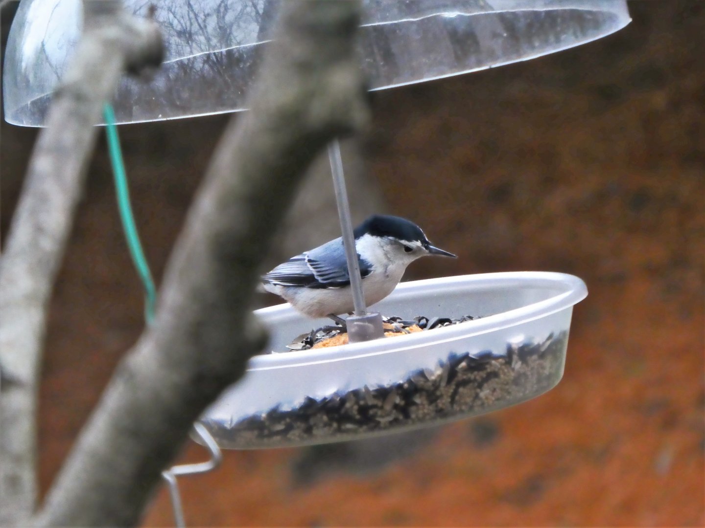 White-breasted Nuthatch