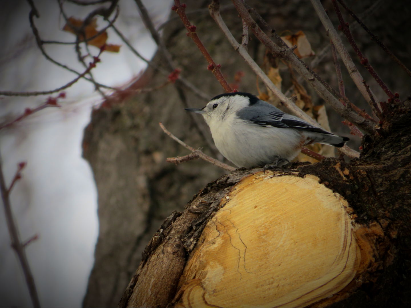 White-breasted Nuthatch