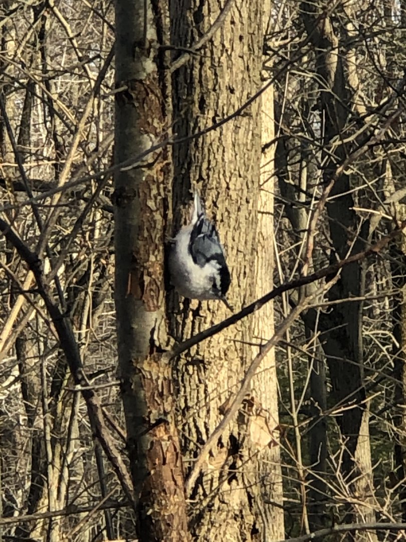White-breasted Nuthatch