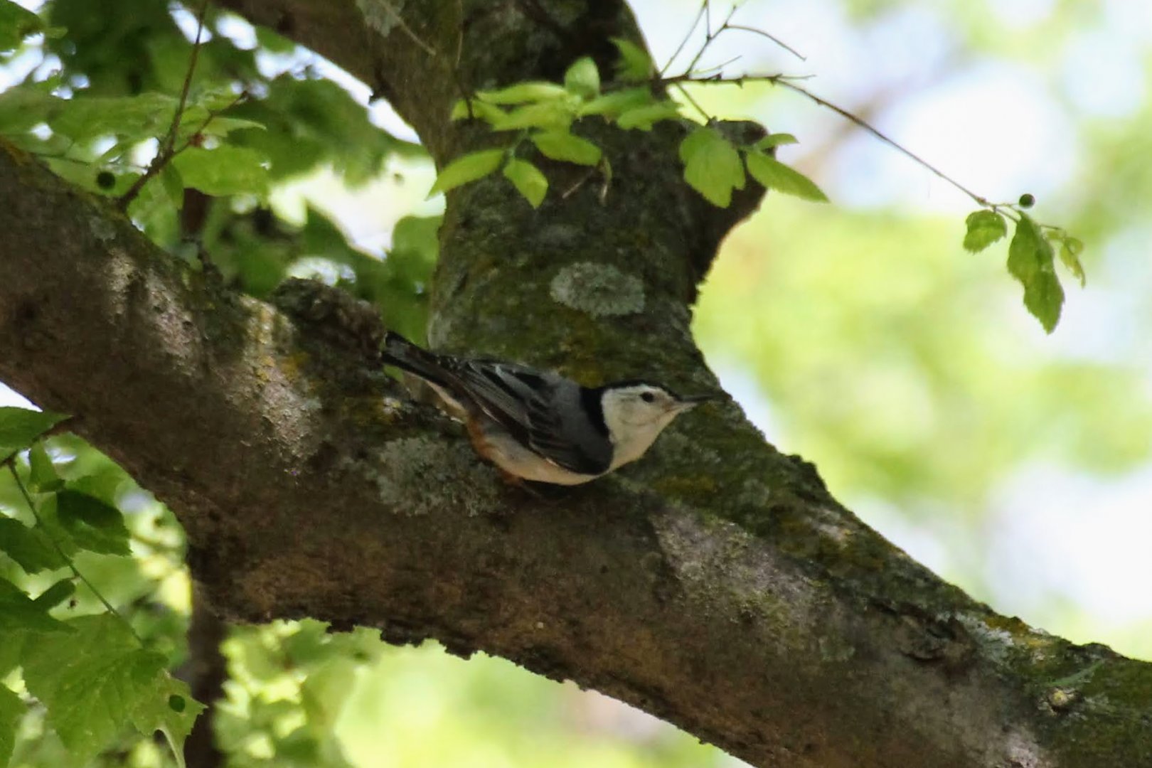 White-breasted Nuthatch
