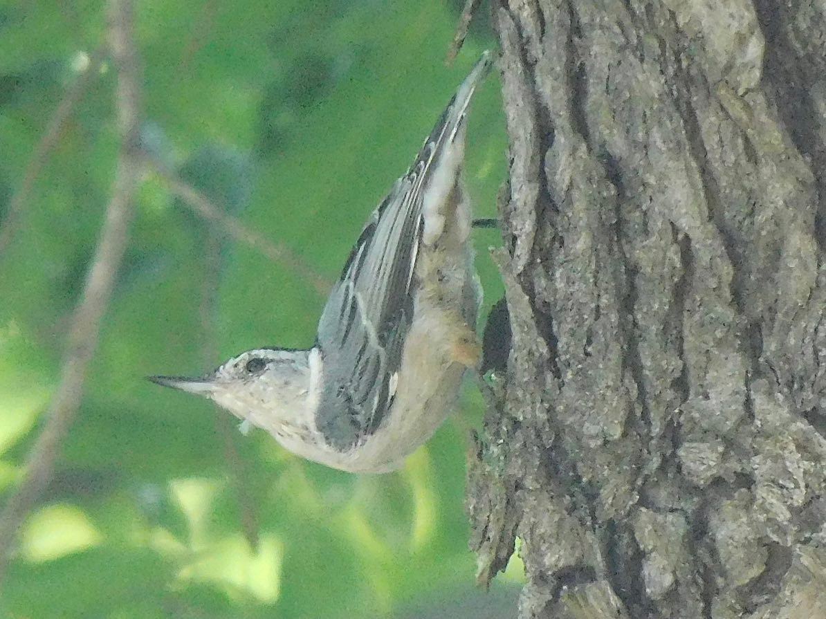 White breasted nuthatch