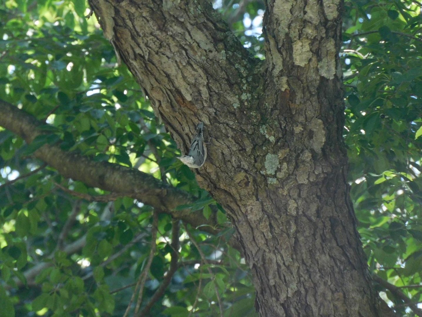 White breasted nuthatch