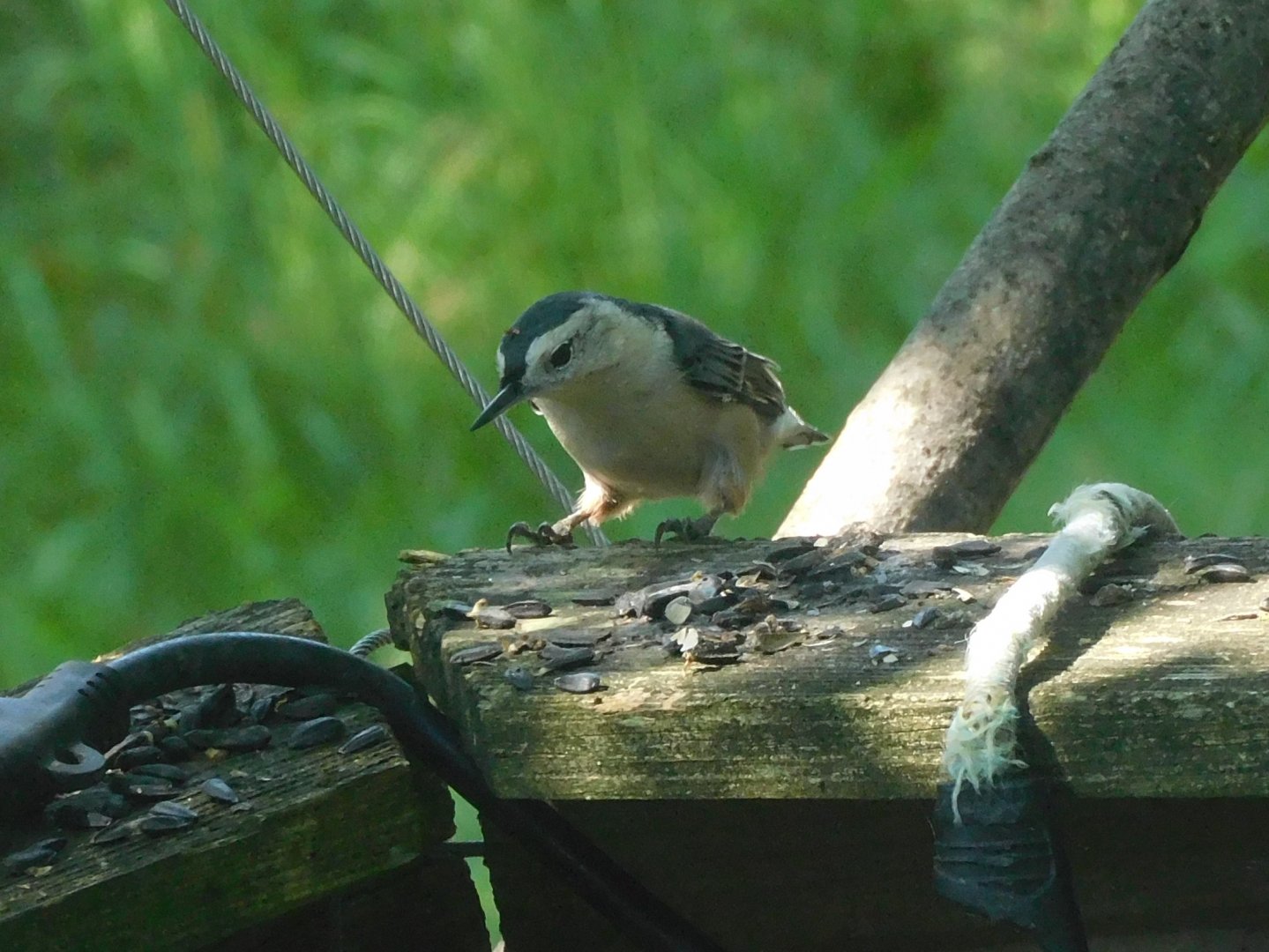 White breasted nuthatch