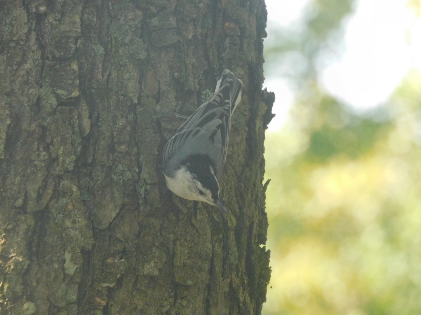 White breasted nuthatch