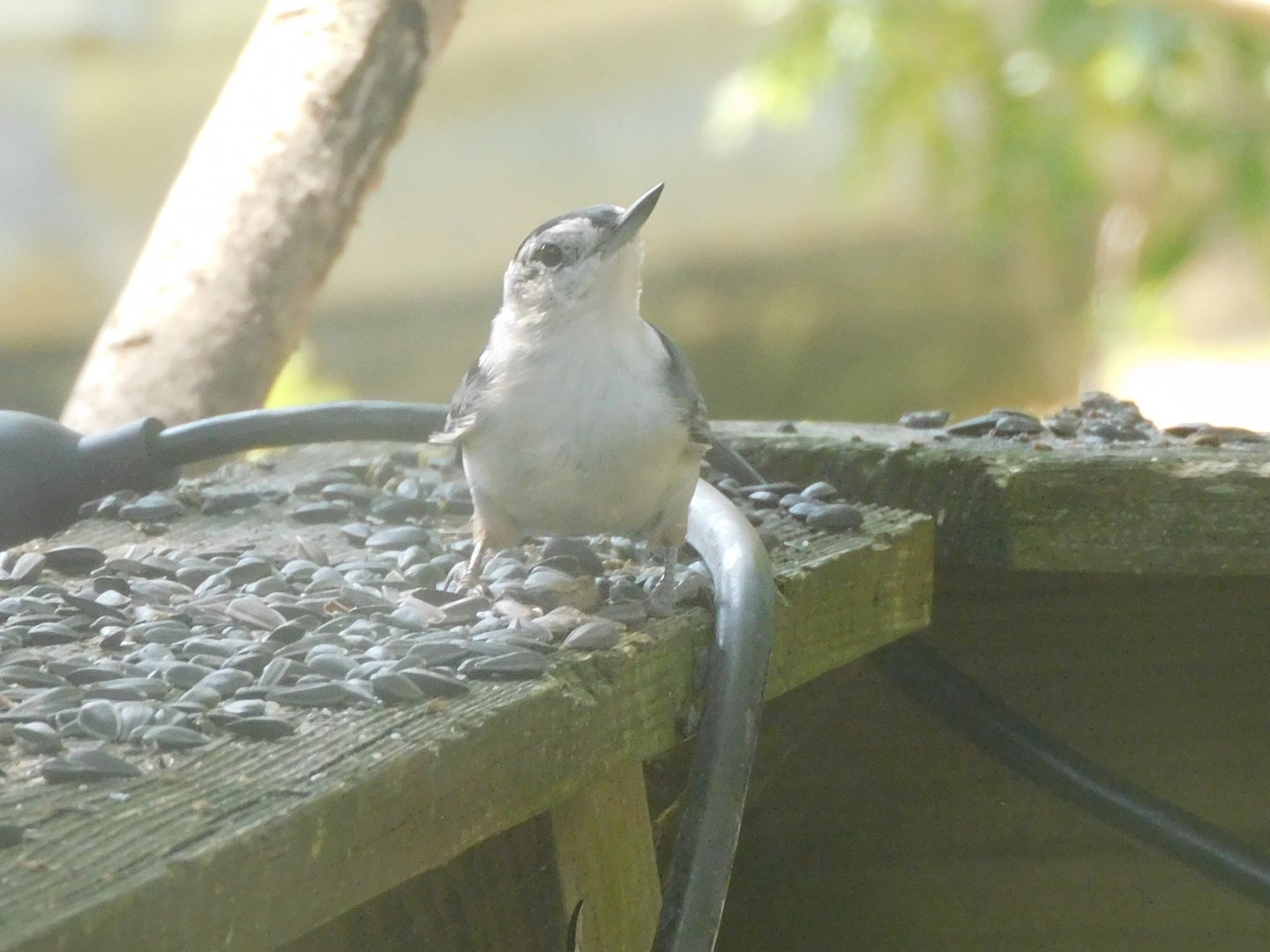 White breasted nuthatch