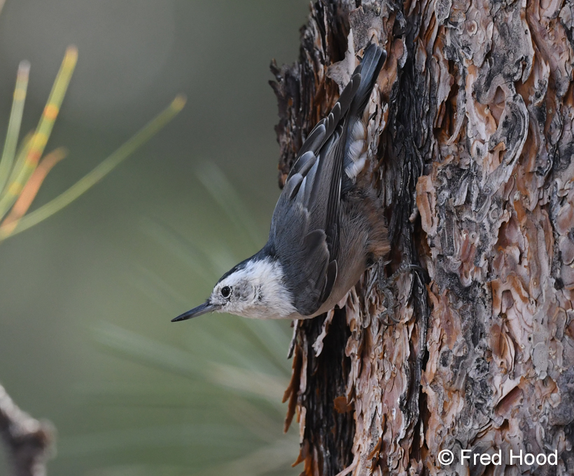 white breasted nuthatch