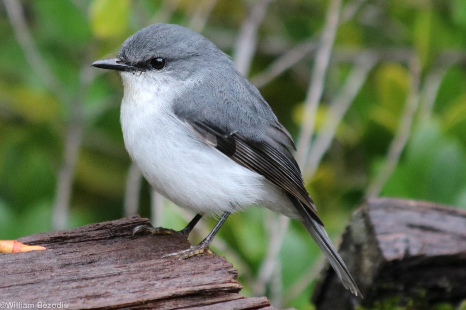White-breasted Robin - Wungong Gorge