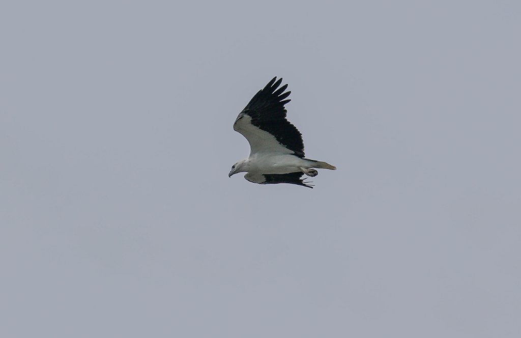 White-breasted Sea Eagle