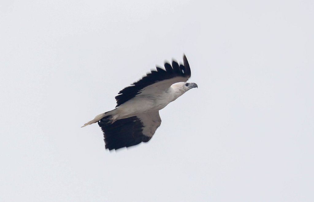 White-breasted Sea-Eagle